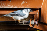 Nuthatch on feeder