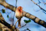 Male House Finch