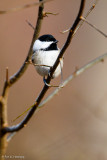 Chickadee