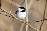 Chickadee in the woods