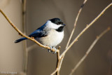 Chickadee profile