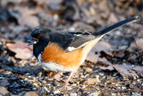 Eating a seed