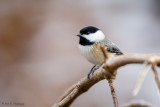 Winter Chickadee