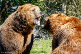 Play fighting