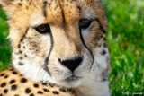 Resting cheetah