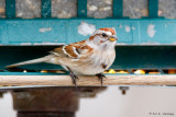 Tree Sparrow