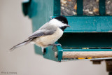 Checking the feeder