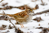 In the snow