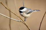 Chickadee profile