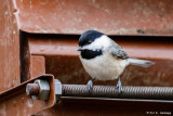 Perched