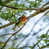 Blackburnian Warbler