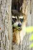 In a tree