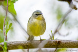 Female Black-throated