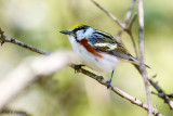 On a branch