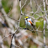 Warbler in sun