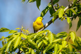 Spot of yellow