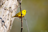 Bright warbler