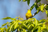 Singing warbler