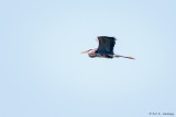 Heron in flight