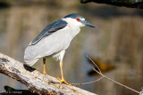 On a log