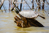 Extended turtle
