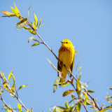 With spring leaves