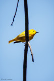 Warbler on blue