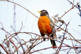 Robin and sky