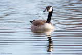 Goose and ripples