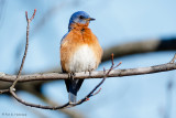 Puffed up