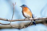 Bluebird, blue sky