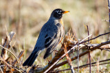 Robin in field