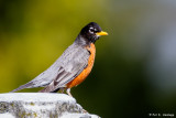 Robin on stone