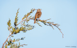 Singing in a pine