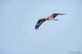 Flying osprey