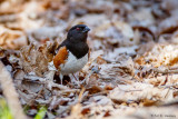 Towhee and leaves