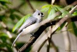 Tufted Titmouse