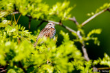 Leaves and sparrow