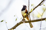 Singing towhee