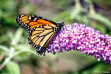 On a butterfly bush
