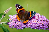 Admiral wings