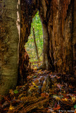 Through a tree