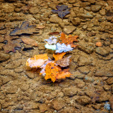 Leaves, water, rocks