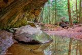 Rock and forest