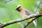 Waxwing on limb