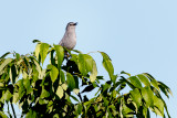 Noisy catbird