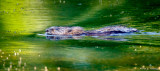 Swimming beaver