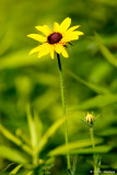 Yellow and green
