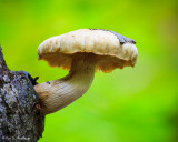 Mushroom on tree