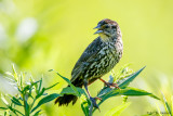 Open beak
